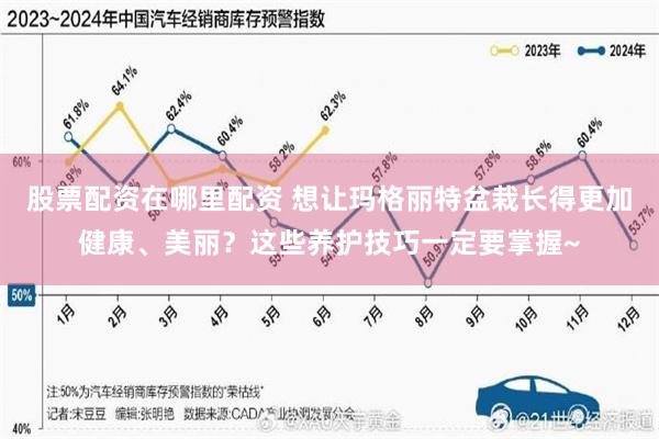 股票配资在哪里配资 想让玛格丽特盆栽长得更加健康、美丽？这些养护技巧一定要掌握~